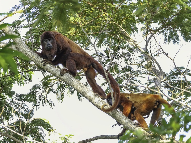 Nas matas de Alta Floresta, no MT, vivem alguns dos primatas mais raros e ameaçados do mundo