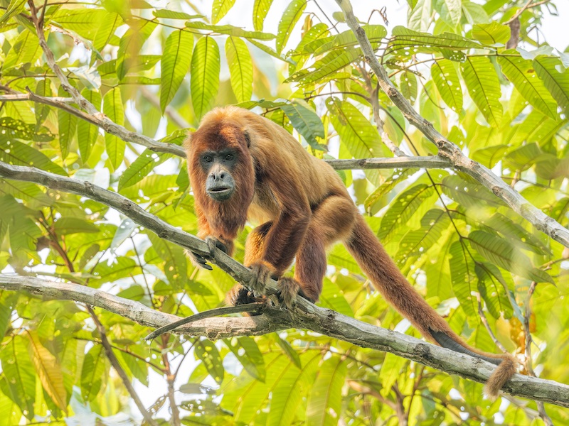 Nas matas de Alta Floresta, no MT, vivem alguns dos primatas mais raros e ameaçados do mundo