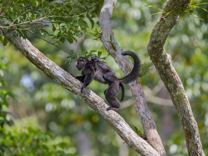 Nas matas de Alta Floresta, no MT, vivem alguns dos primatas mais raros e ameaçados do mundo