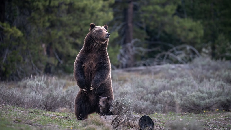 Cinzas de famosa ursa, vítima de atropelamento, voltam a parque nacional onde ela viveu por 28 anos