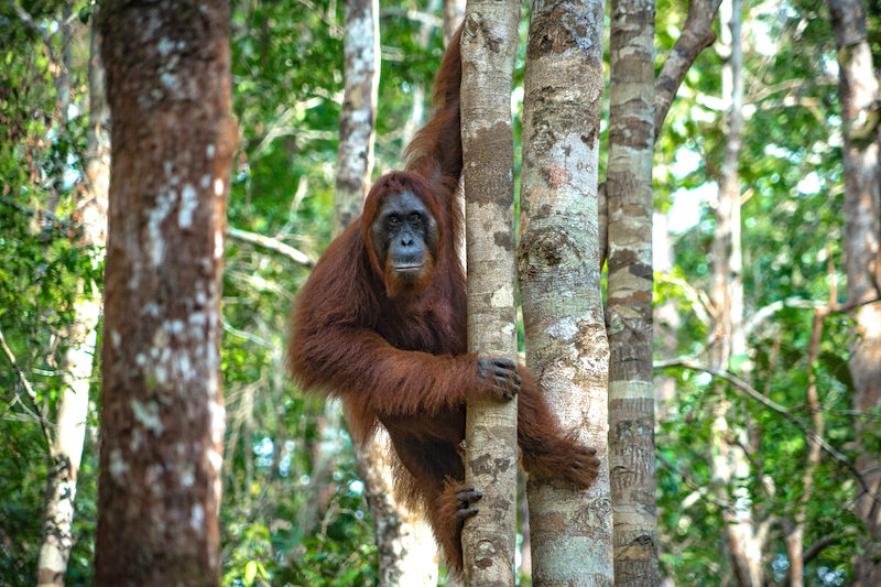 Fundo inovador pagará às nações em desenvolvimento para salvar as florestas tropicais