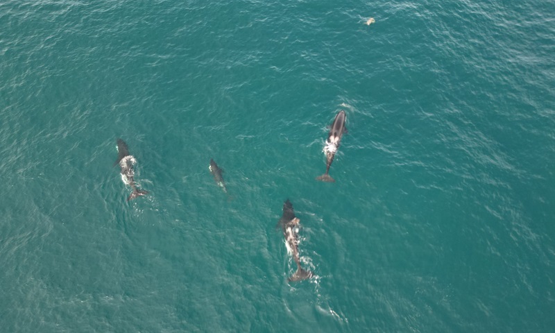 Orcas são filmadas caçando toninha no litoral de São Paulo
