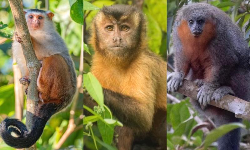 Qual terá sido o macaquinho que 'inaugurou' as passagens de fauna de Alta Floresta?