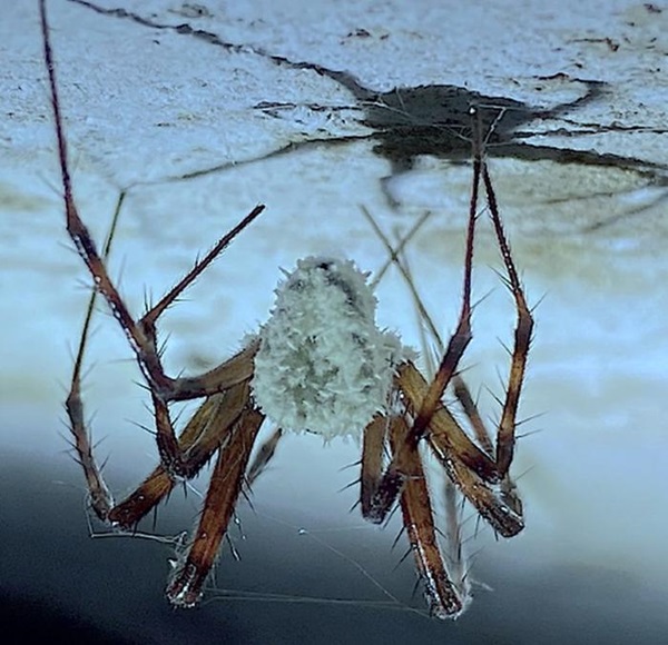 Fungo que transforma aranhas em 'zumbis' é descoberto em cavernas da Irlanda
