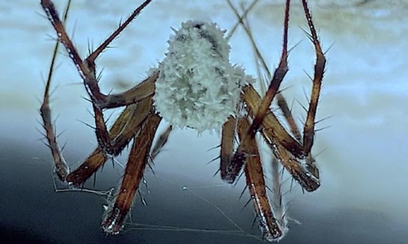 Fungo que transforma aranhas em 'zumbis' é descoberto em cavernas