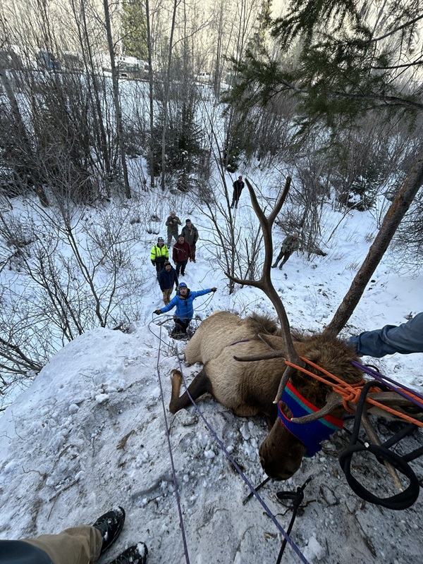 Escaladores se mobilizam para salvar alce de mais de 300 kg, com chifres presos em cordas