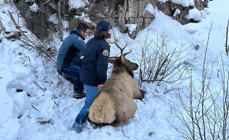 Escaladores se mobilizam para salvar alce de mais de 300 kg, com chifres presos em cordas