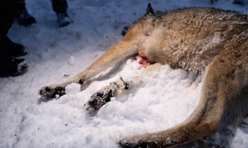 Suécia dá sinal verde para início da temporada de caça aos lobos