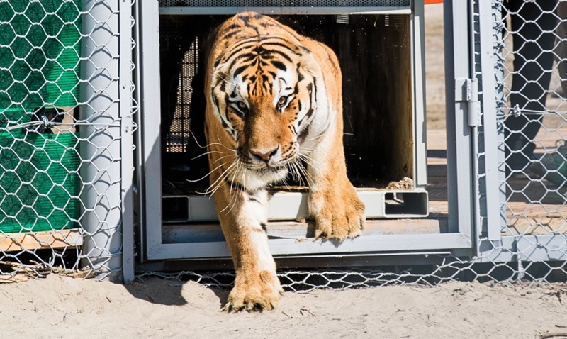 Tigres são levados de santuário na Holanda para reintrodução histórica no Cazaquistão