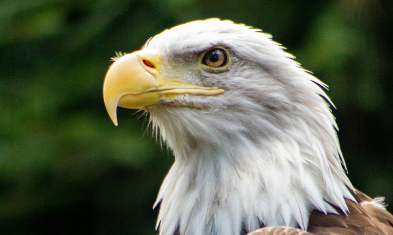 Águia-americana, embaixadora da espécie, passa por cirurgia de catarata
