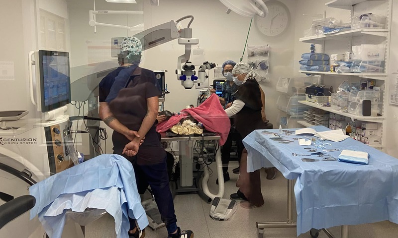 Águia-americana, embaixadora da espécie, passa por cirurgia de catarata