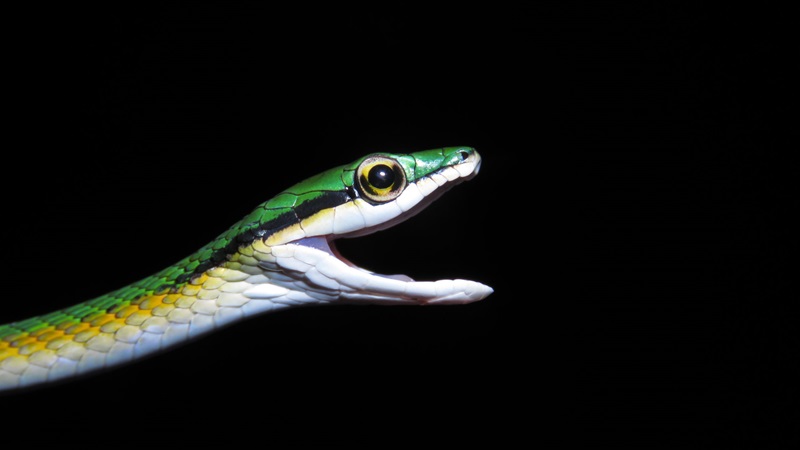 Nova espécie de cobra-papagaio é descoberta no Cerrado do Tocantis