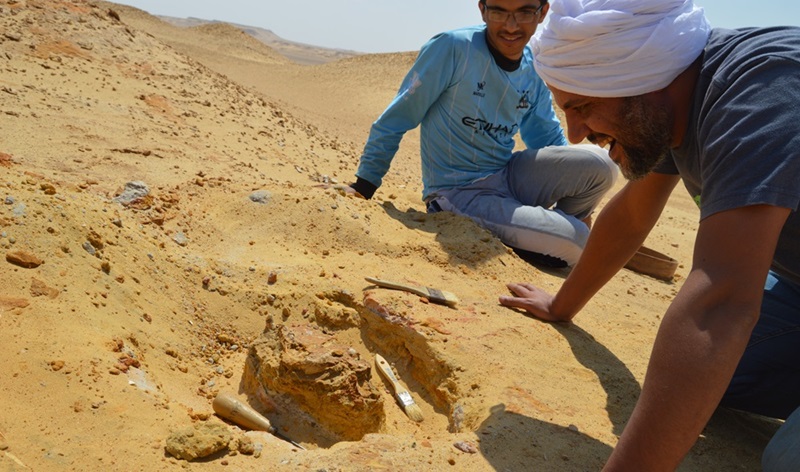 Fóssil praticamente intacto de crânio revela nova espécie de mamífero que viveu na Terra há 30 milhões de anos