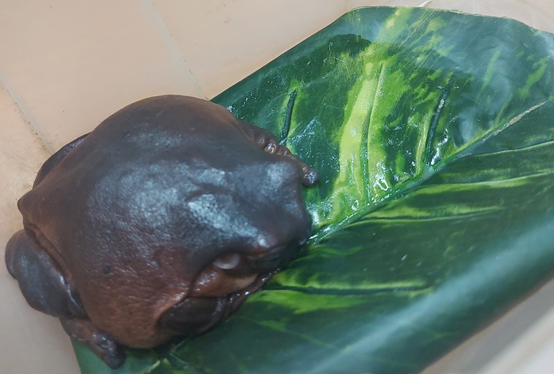 Ibama apreende animais silvestres e exóticos durante show para crianças em shopping de Santa Catarina