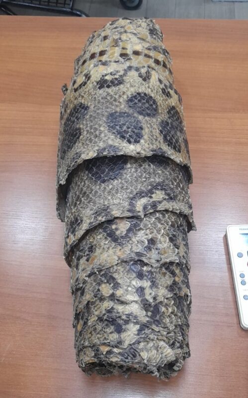 Ibama apreende animais silvestres e exóticos durante show para crianças em shopping de Santa Catarina