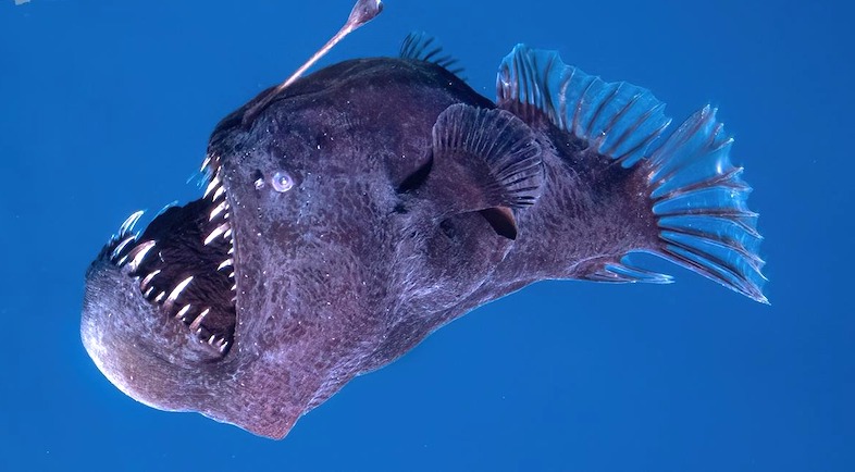 Peixe abissal conhecido como ‘diabo negro’ é visto, pela primeira vez, próximo à superfície em plena luz do dia, nas Ilhas Canárias; horas depois, morre