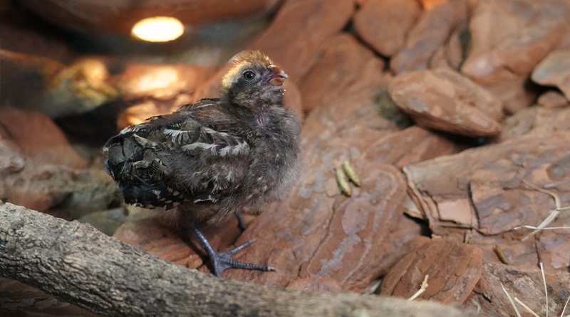 Parque das Aves celebra chegada do primeiro uru-nordestino nascido sob cuidados humanos no mundo