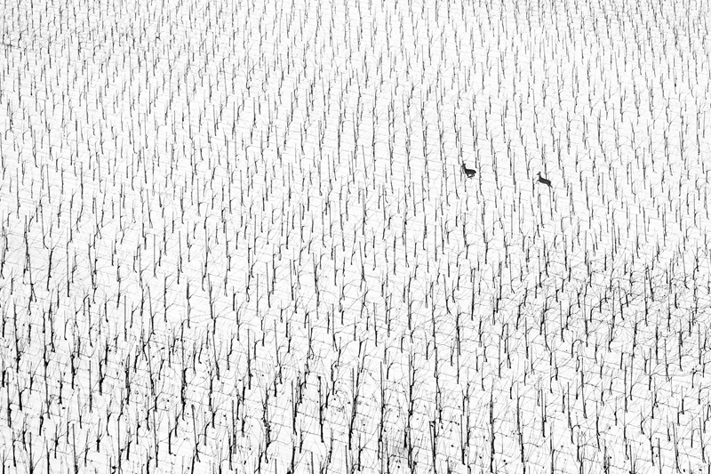 Vencedores do World Nature Photographer of the Year revelam sinfonia deslumbrante de cores e texturas na natureza