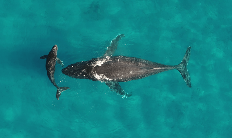 Ao cruzar oceanos em suas longas migrações, baleias dispersam toneladas de nutrientes através da urina