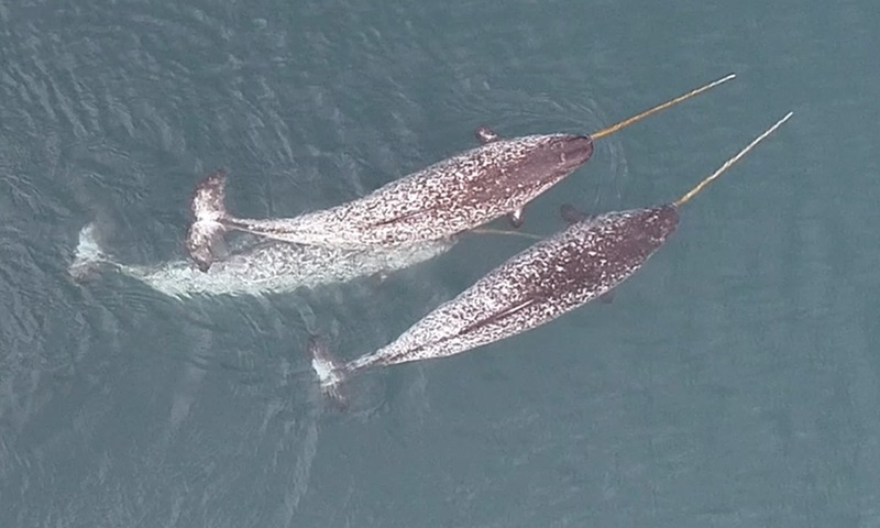 Imagens de drone revelam comportamento nunca antes registrado entre narvais