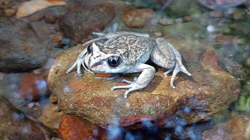 Avistado pela última vez em 1902, sapo-de-peito-espinhoso é redescoberto no Chile