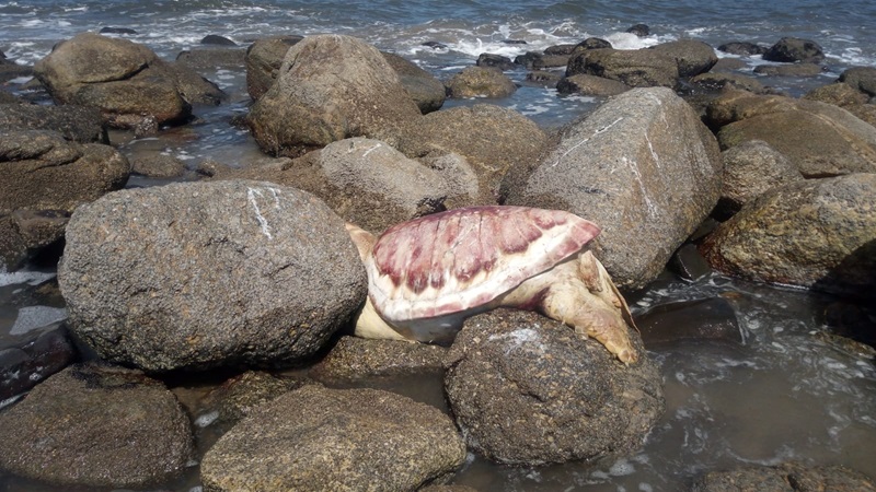 Encalhe de mais de 450 tartarugas marinhas em apenas seis meses soa alerta entre pesquisadores do Paraná