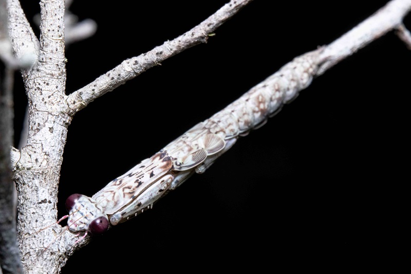 Jardim Botânico do Rio de Janeiro inaugura nova coleção de louva-a-deus