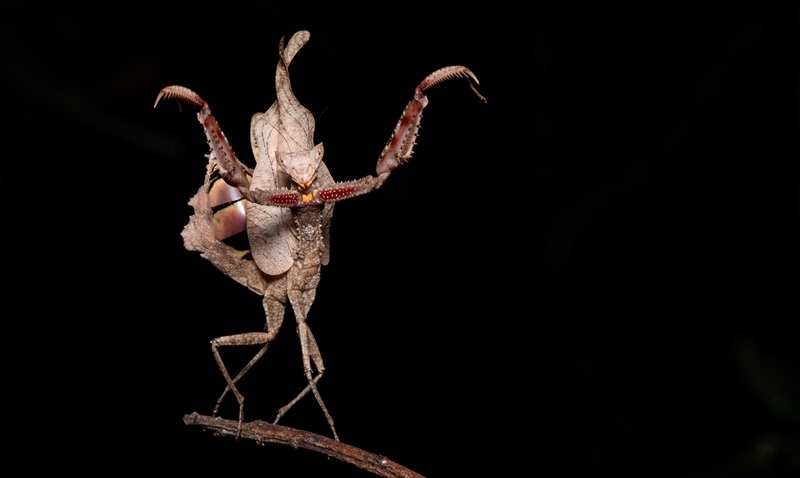 Jardim Botânico do Rio de Janeiro inaugura nova coleção de louva-a-deus