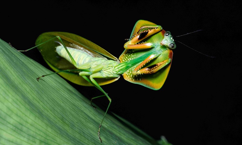 Jardim Botânico do Rio de Janeiro inaugura nova coleção de louva-a-deus