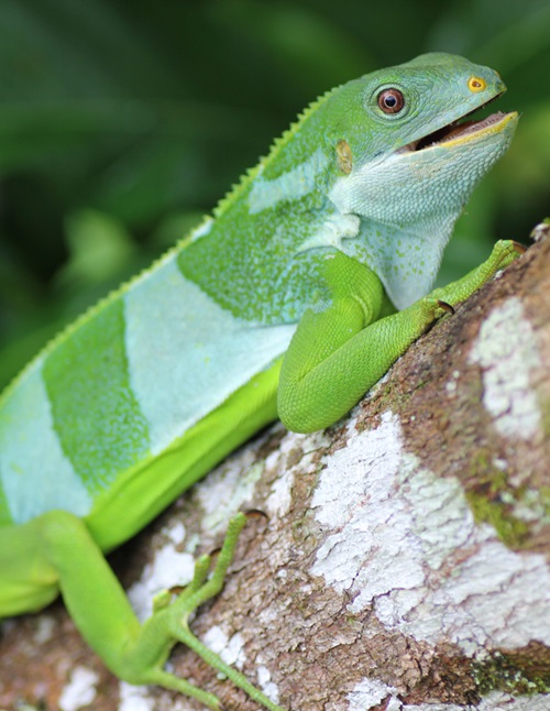 Iguanas boiaram da América do Norte até Fiji, na mais longa dispersão transoceânica de qualquer animal terrestre