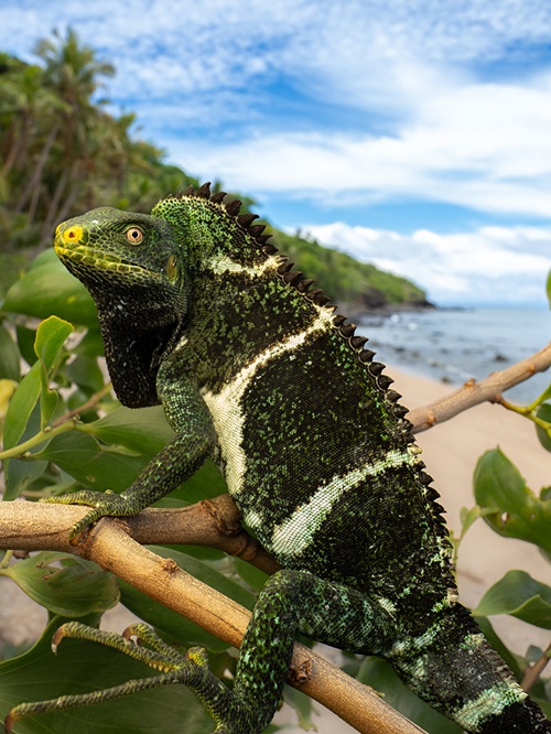 Iguanas boiaram da América do Norte até Fiji, na mais longa dispersão transoceânica de qualquer animal terrestre