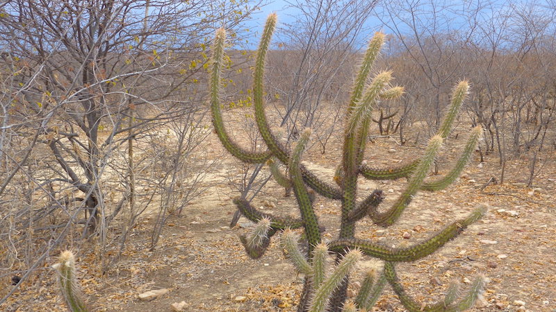 Caatinga: restauração da riqueza natural nos sertões de PE e do RN servirá de modelo no semiárido