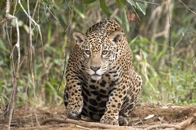 Incêndios constantes e escassez de caça no Pantanal aumentam tensão entre onças-pintadas e humanos