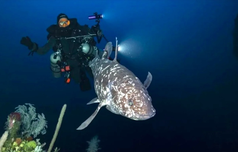 Pesquisadores fotografam o raro celacanto-de-Sulawesi vivo, na costa da Indonésia, pela primeira vez
