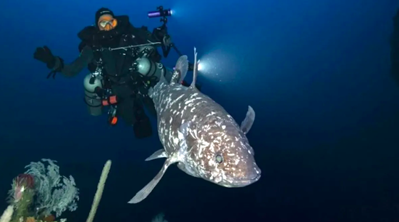 Pesquisadores fotografam o raro celacanto-de-Sulawesi vivo na costa da Indonésia, pela primeira vez 