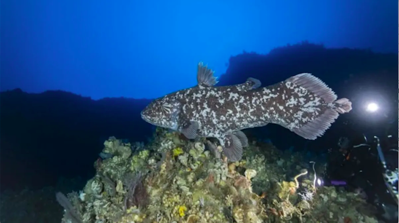 Pesquisadores fotografam o raro celacanto-de-Sulawesi vivo, na costa da Indonésia, pela primeira vez