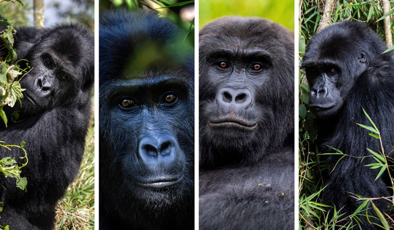Após anos de preparação, quatro gorilas-de-grauer, resgatadas do tráfico, se juntam a grupo em floresta do Congo