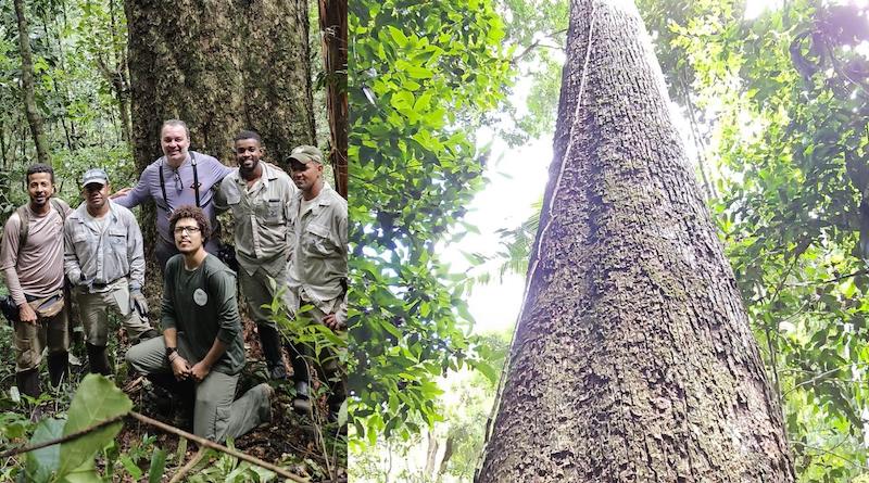 Maior jequitibá-rosa da Mata Atlântica é encontrado na Reserva Biológica da Mata Escura, em MG