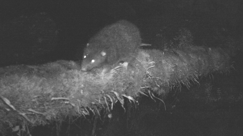 Maior roedor da Oceania é fotografado pela primeira vez