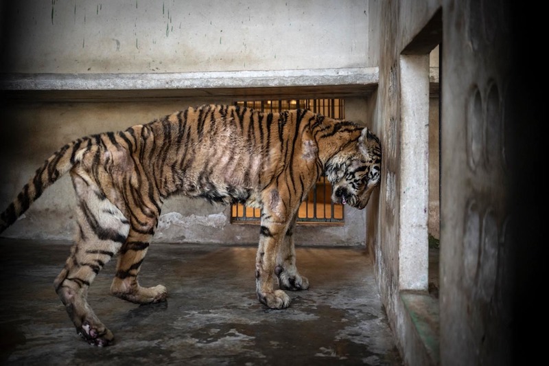Tigresa de foto premiada morre de câncer meses após chegada em santuário