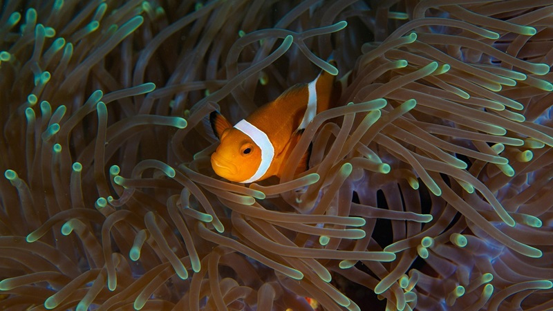 Nemo, ou melhor, o peixe-palhaço, consegue encolher de tamanho para sobreviver ondas de calor