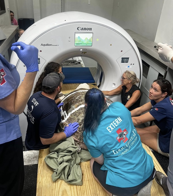 Tartaruga de mais de 100 kg passa por ressonância após colisão com barco e exame revela surpresa