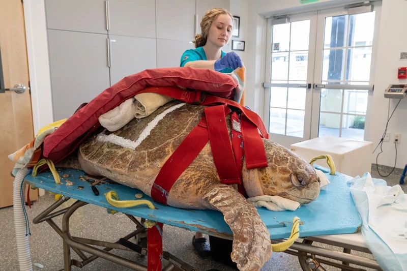 Tartaruga de mais de 100 kg passa por ressonância após colisão com barco e exame revela surpresa