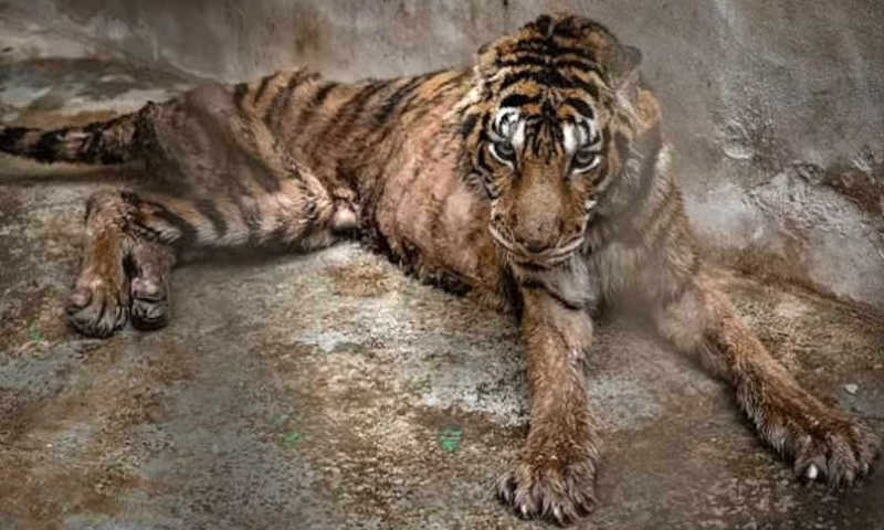 Tigresa de foto premiada morre de câncer meses após chegada em santuário