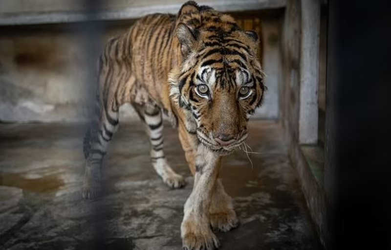 Tigresa de foto premiada morre de câncer meses após chegada em santuário