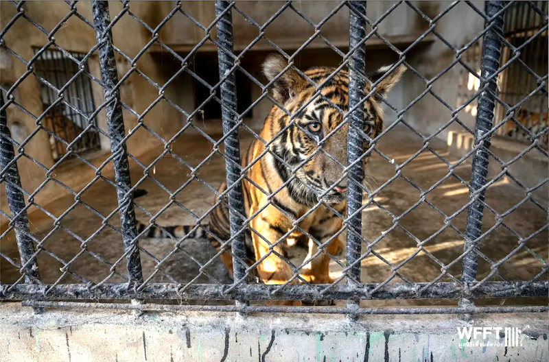 Tigresa de foto premiada morre de câncer meses após chegada em santuário