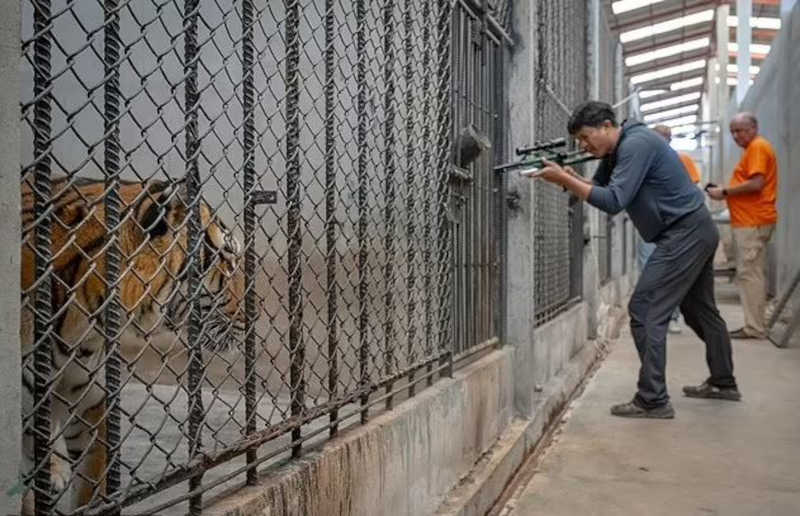 Tigresa de foto premiada morre de câncer meses após chegada em santuário
