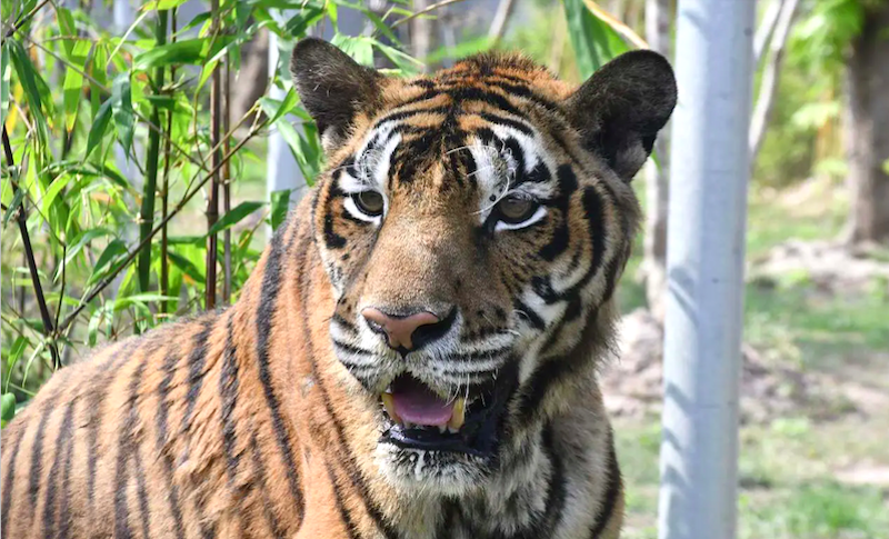 Tigresa de foto premiada morre de câncer meses após chegada em santuário