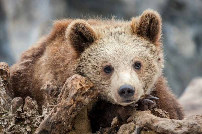 Eslováquia aprova venda de carne de urso-pardo ao público, após ataques fatais
