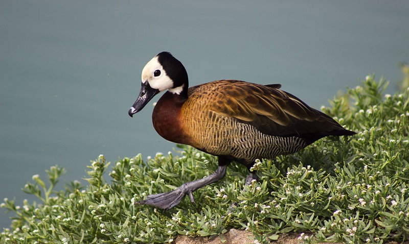 Zoológico de Brasília é fechado após morte de aves silvestres